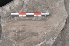 Foto (Detailansicht) von Laurus cretacea Ettingshausen (NHMW-GEO-2024-0188-10596)